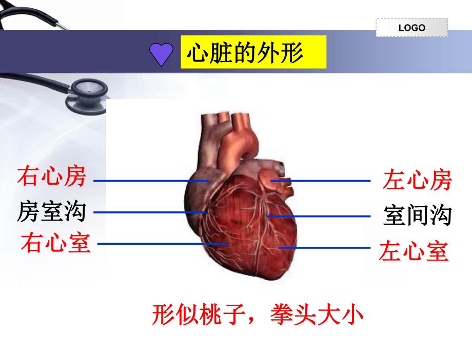 初二生物心脏完整版课件ppt_第4页