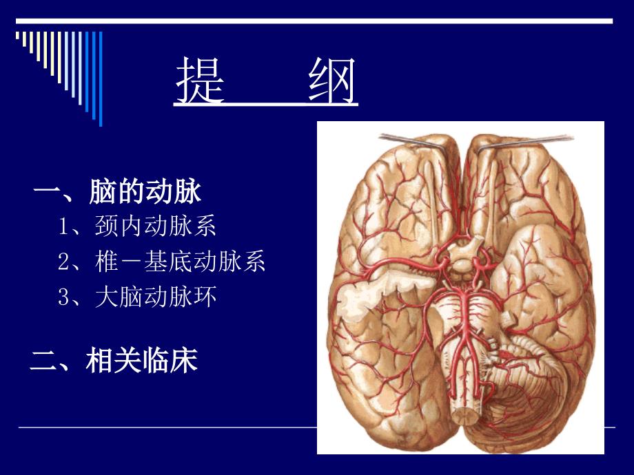 脑的动脉——应用解剖课件ppt_第2页