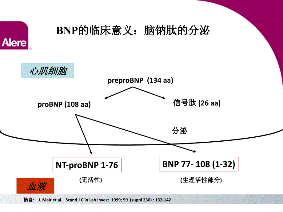 BNP的临床意义知识讲解_第4页