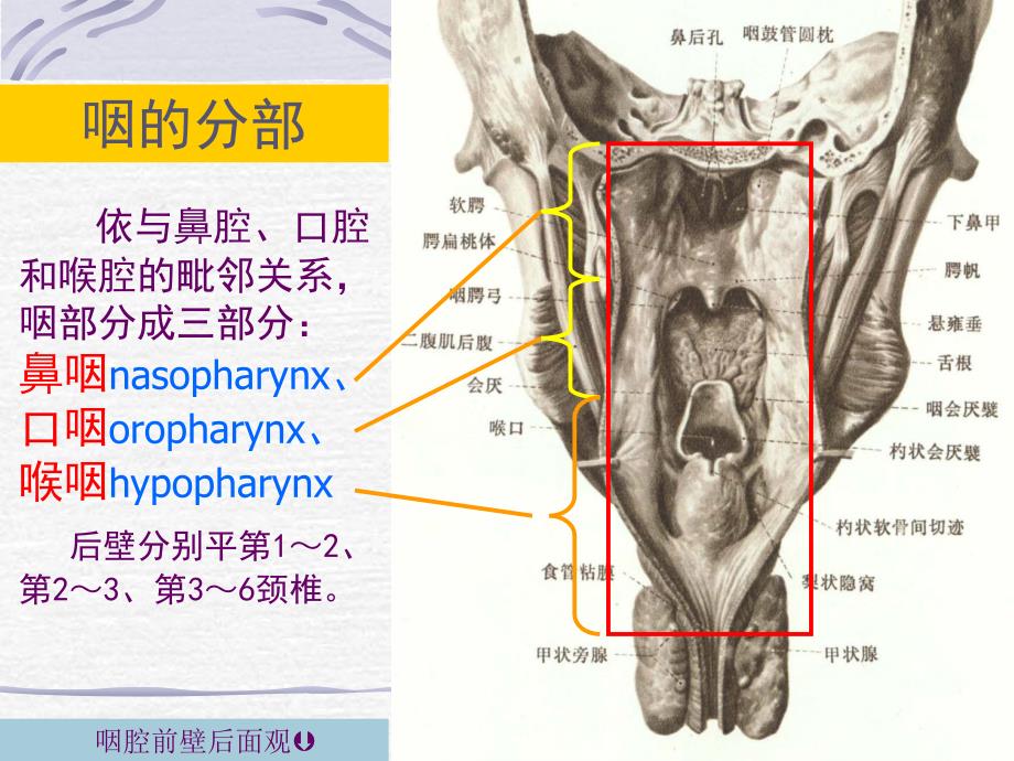 咽喉部解剖PPT演示课件_第4页