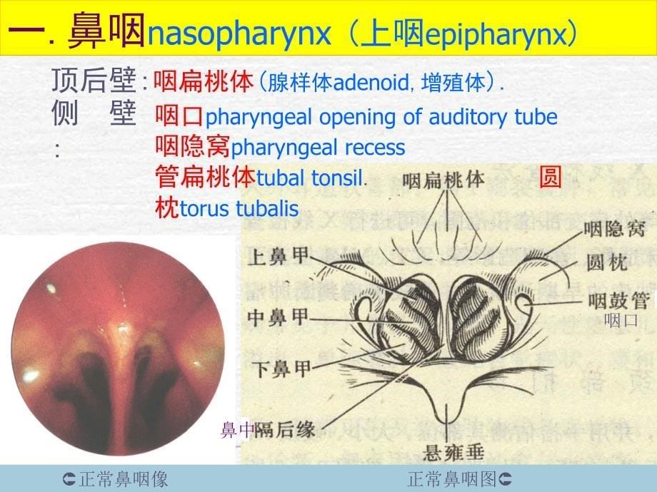 咽喉部解剖PPT演示课件_第5页