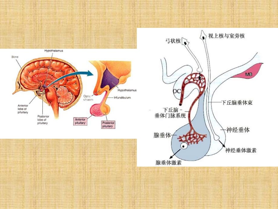 下丘脑与垂体71125精编版_第2页