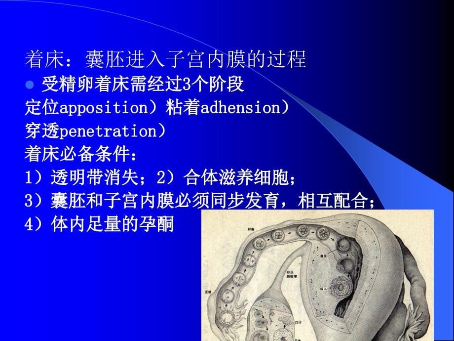 第三章妊娠期护理课件ppt_第5页