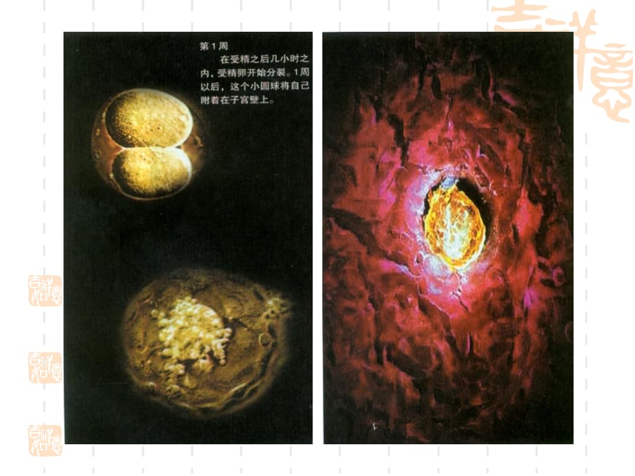 第五章儿童心理发展的生物学基础课件ppt_第4页