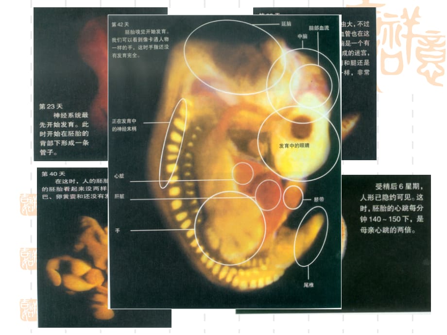 第五章儿童心理发展的生物学基础课件ppt_第5页