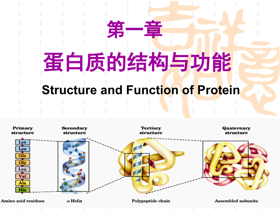 第章蛋白质的结构与功能课件ppt_第1页