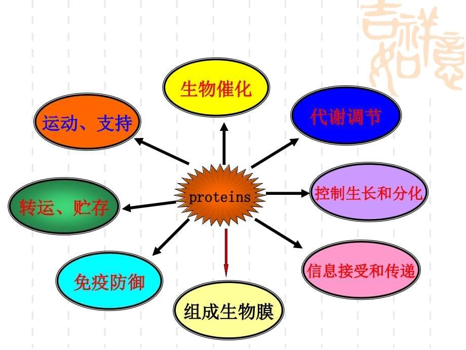 第章蛋白质的结构与功能课件ppt_第5页