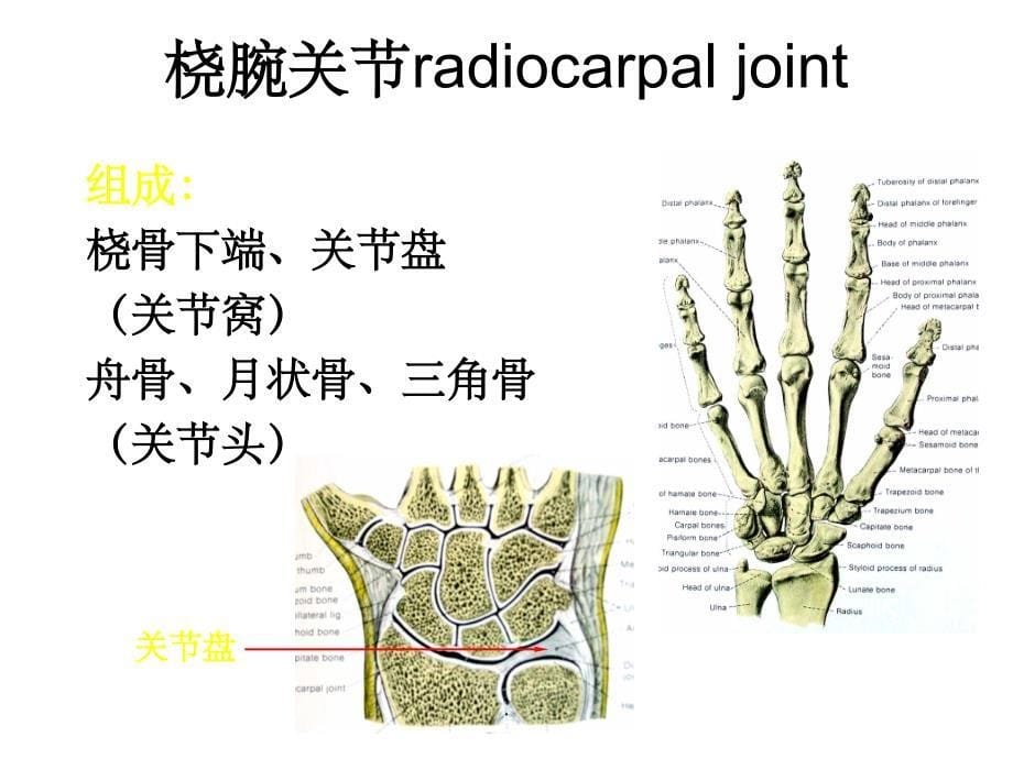 尺骨茎突骨折治疗的探讨ppt课件_第5页