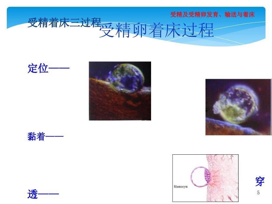 妊娠生理概述课件ppt_第5页