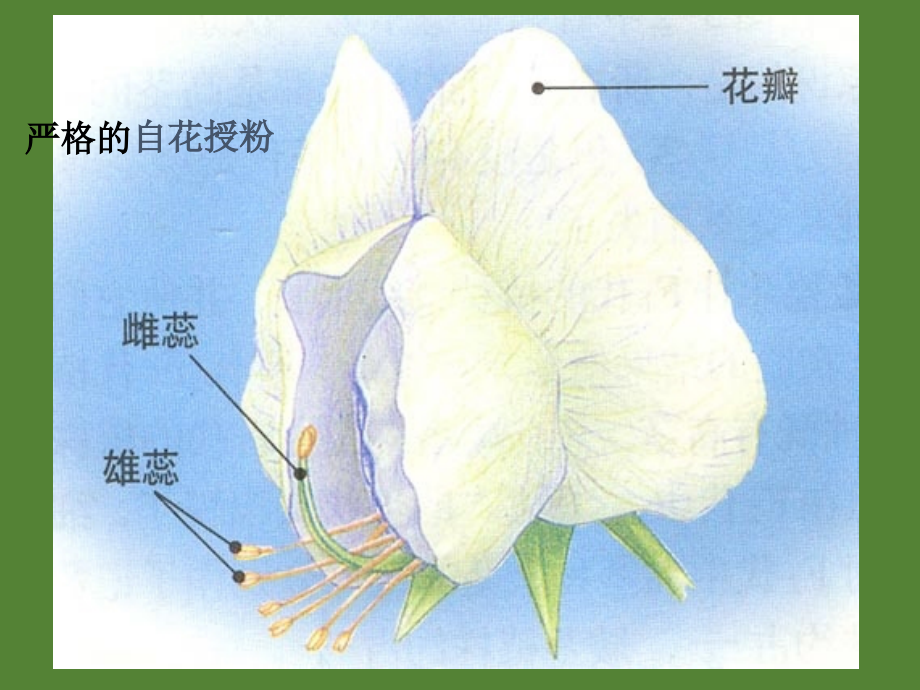 高二生物人教版遗传规律课件ppt_第4页