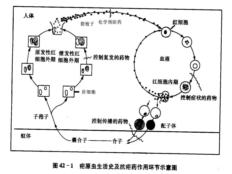 抗寄生虫病药的药理课件ppt_第5页