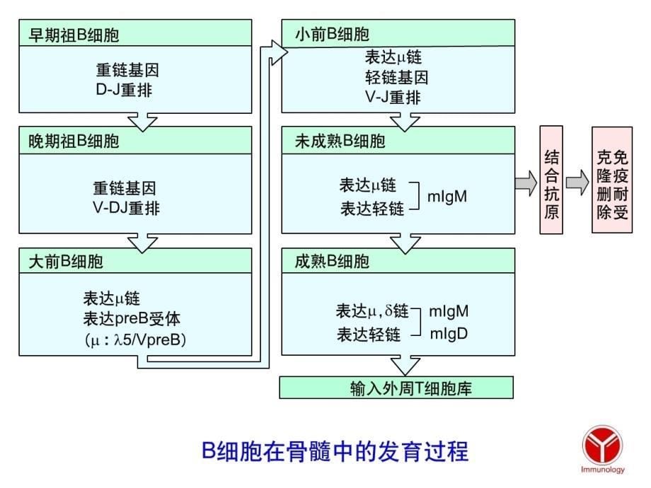 自身免疫性疾病课件ppt_第5页