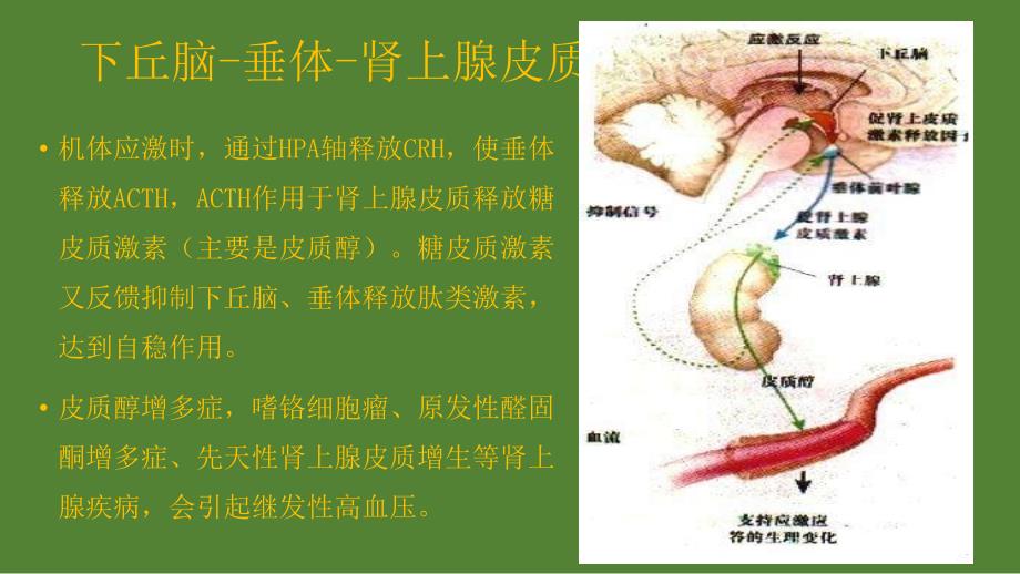 高血压项化验课件ppt_第4页