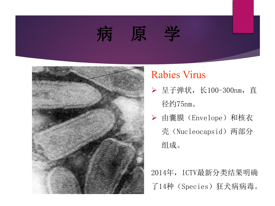 狂犬病暴露预防处置工作规范(年版)精编版_第3页