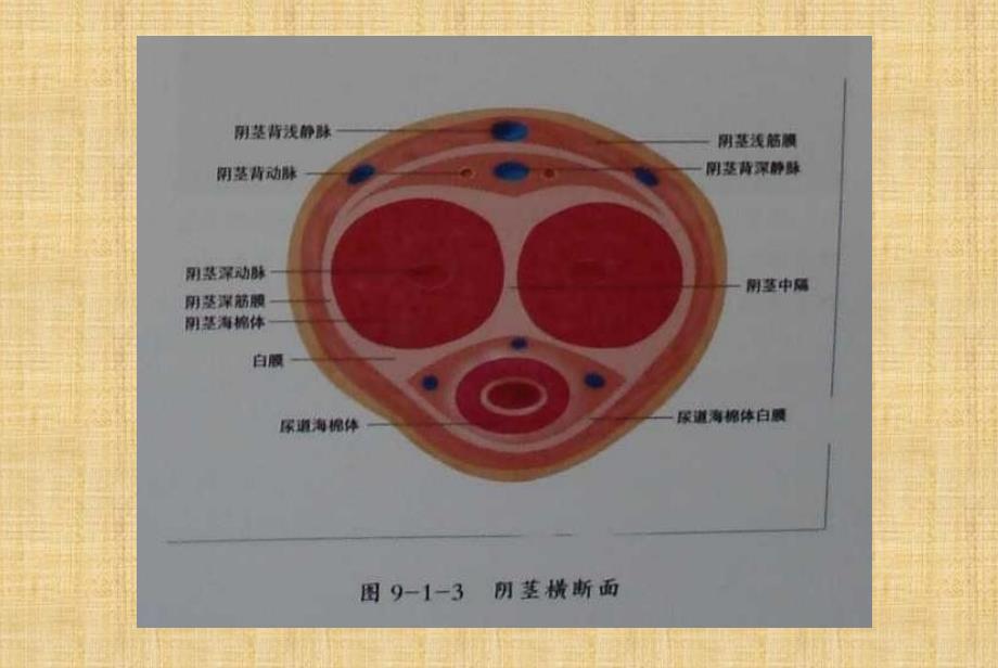 阴茎彩色多普勒血流显像精编版_第3页