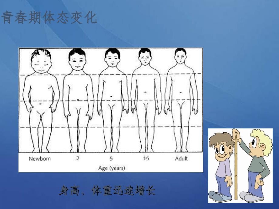 青春期生长发育和卫生保健常识课件ppt_第3页