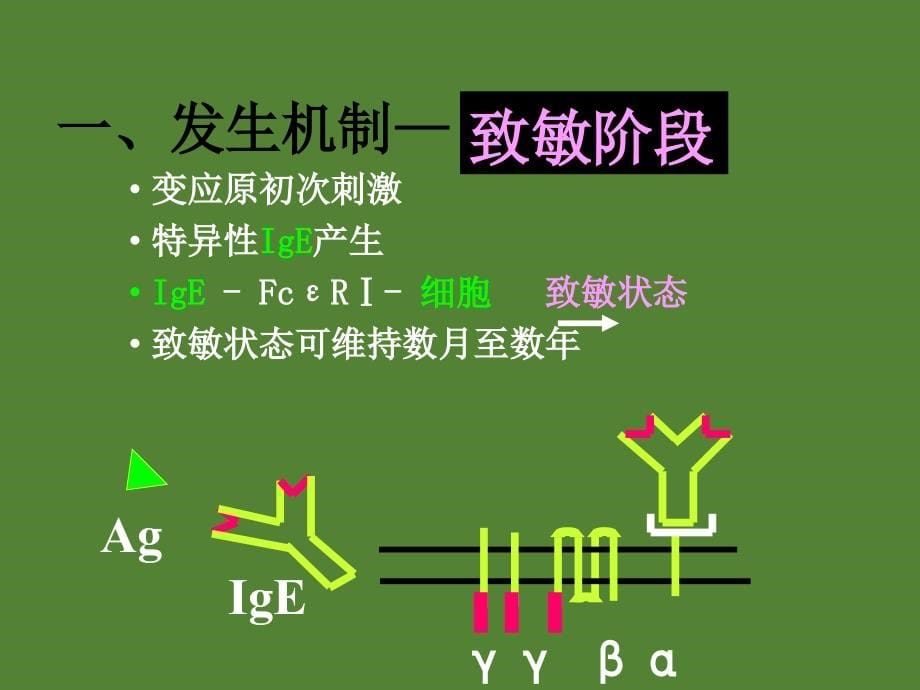 第章超敏反应模板课件ppt_第5页