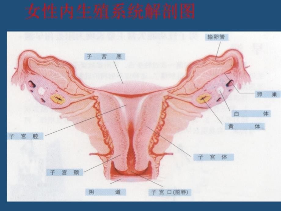 全职业高中女生指导老师座谈会内容课件ppt_第5页