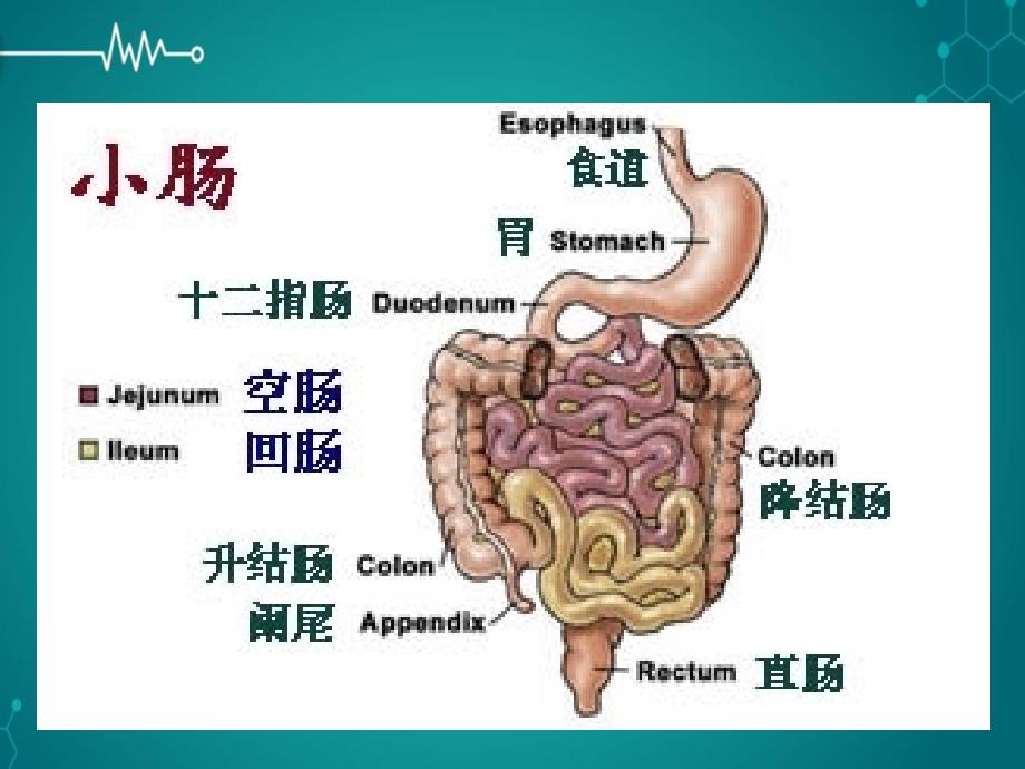 消化系统疾病营养课件ppt_第2页