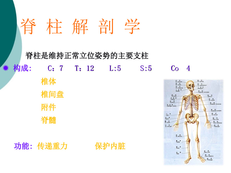 脊柱四肢课件ppt_第2页