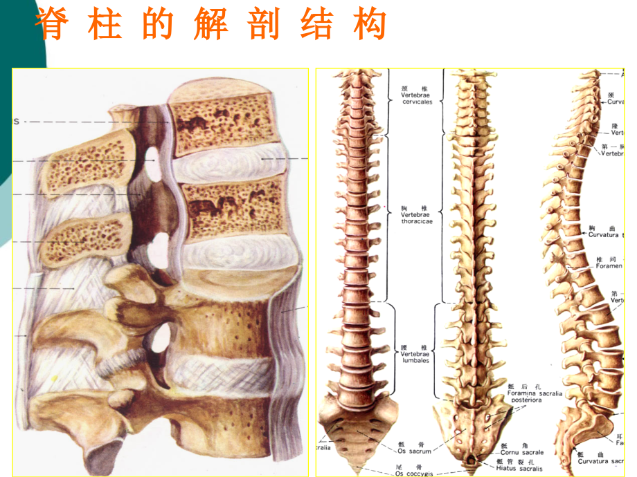 脊柱四肢课件ppt_第3页