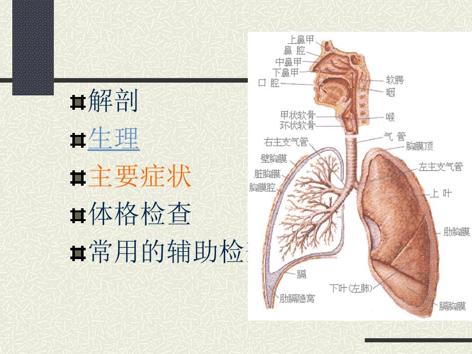 呼吸系统疾病 生物医学_第2页