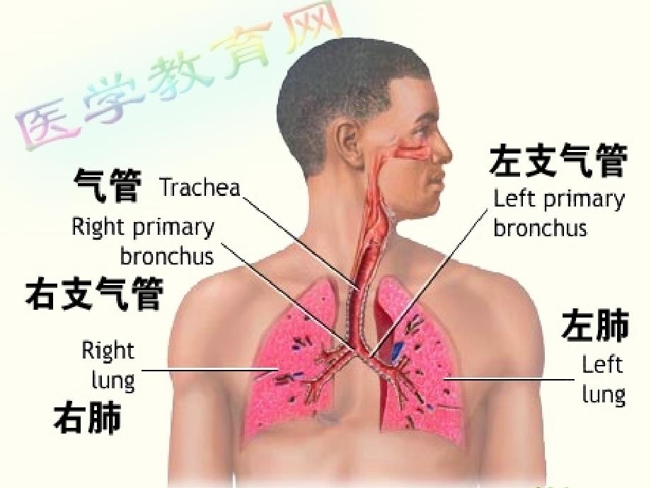 呼吸系统疾病 生物医学_第3页