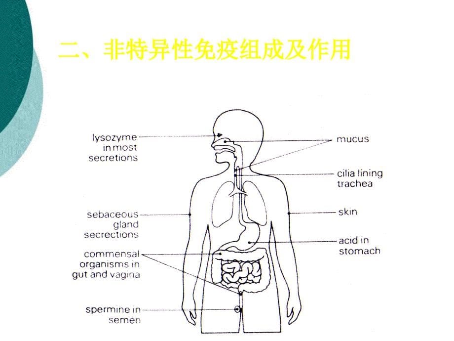 寄生虫感染的免疫学课件ppt_第5页