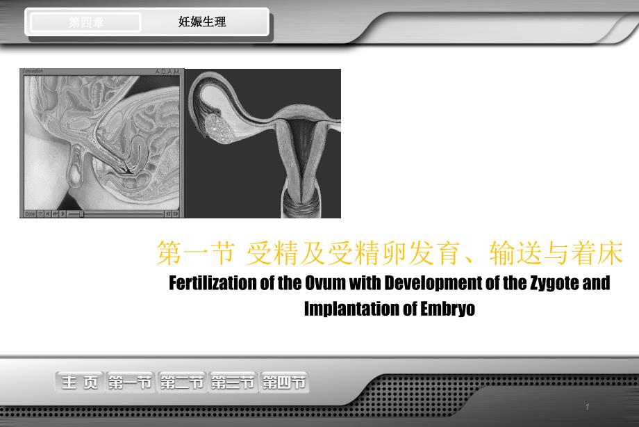 妊娠生理妇产讲课课件ppt_第1页