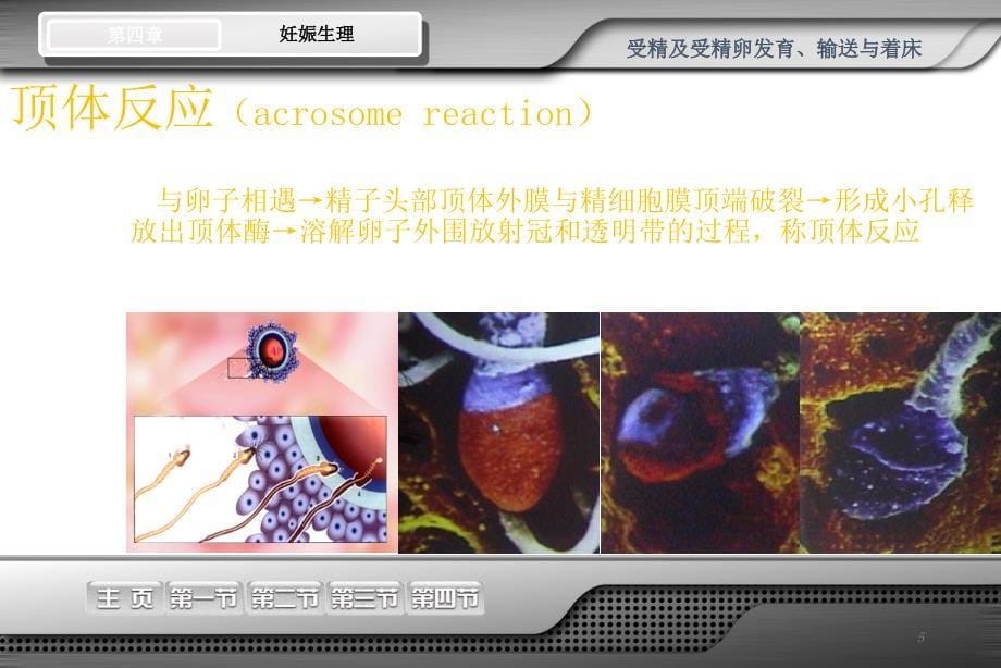 妊娠生理妇产讲课课件ppt_第5页