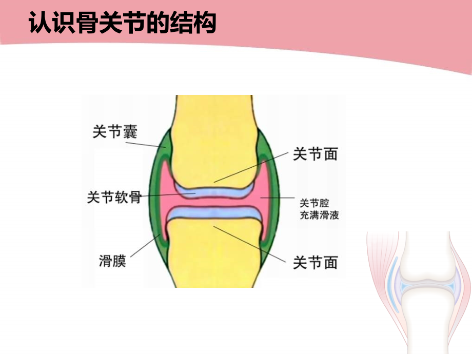 骨关节炎诊治患者教育PPT精编版_第2页