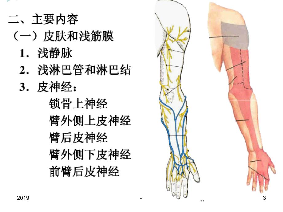 第三节肩胛区ppt课件_第3页