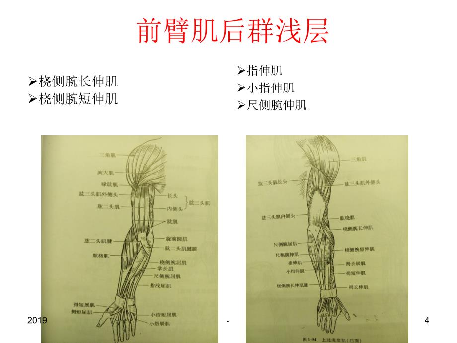 第三节肩胛区ppt课件_第4页