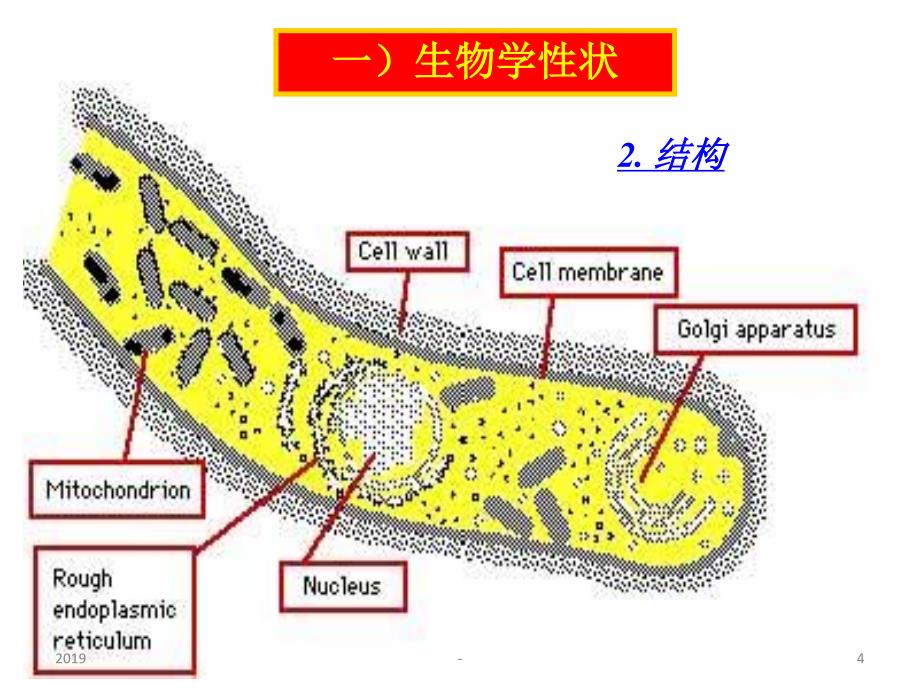 致病性真菌感染ppt课件_第4页