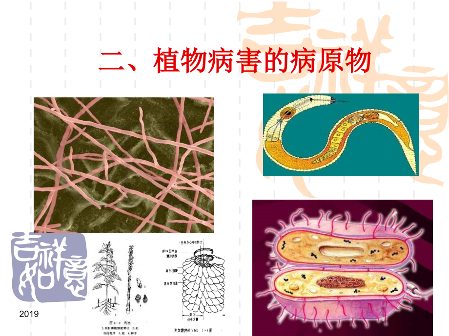 植物病害的病原物ppt课件_第1页