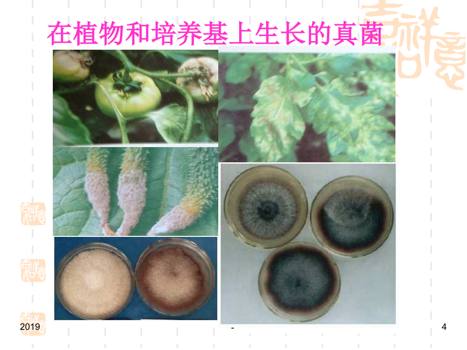 植物病害的病原物ppt课件_第4页