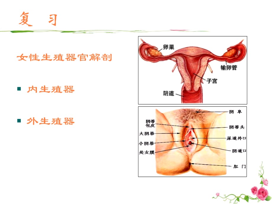 女性生殖系统炎症病人的护理ppt课件_第2页