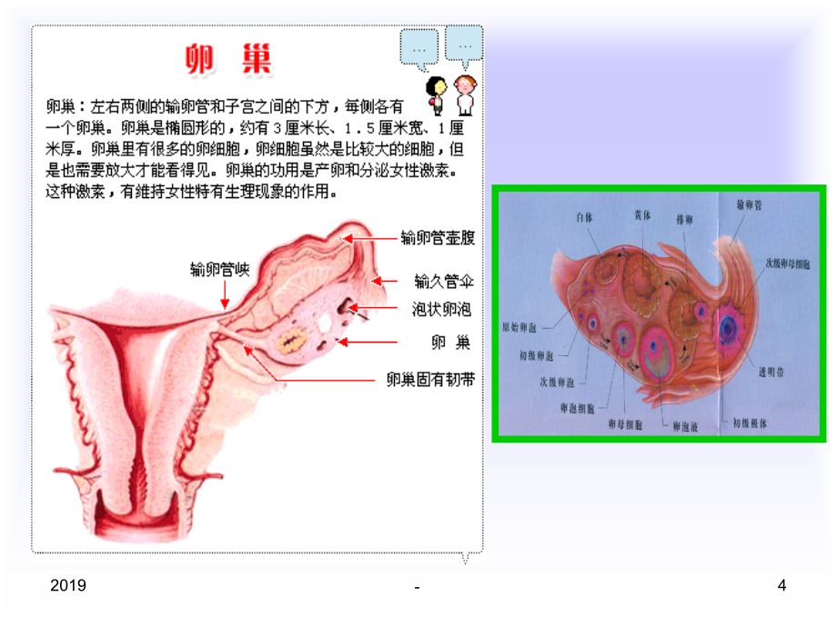 最新整理女性生殖健康讲座ppt课件_第4页