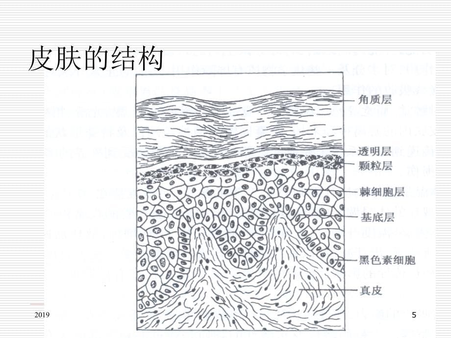 中医皮肤病学概论ppt课件_第5页