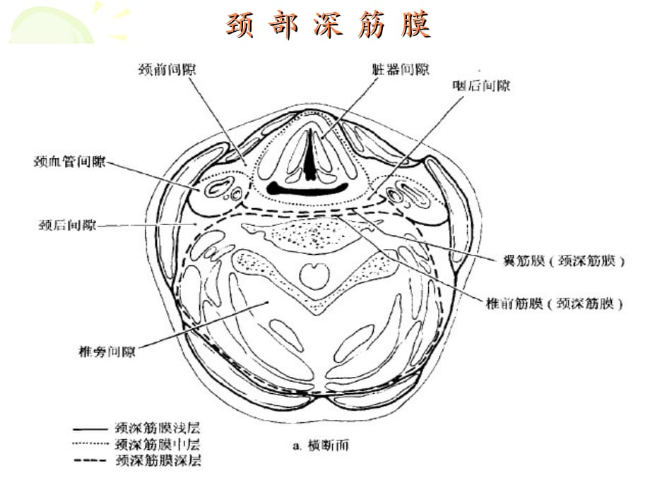 颈部淋巴结ppt课件_第4页