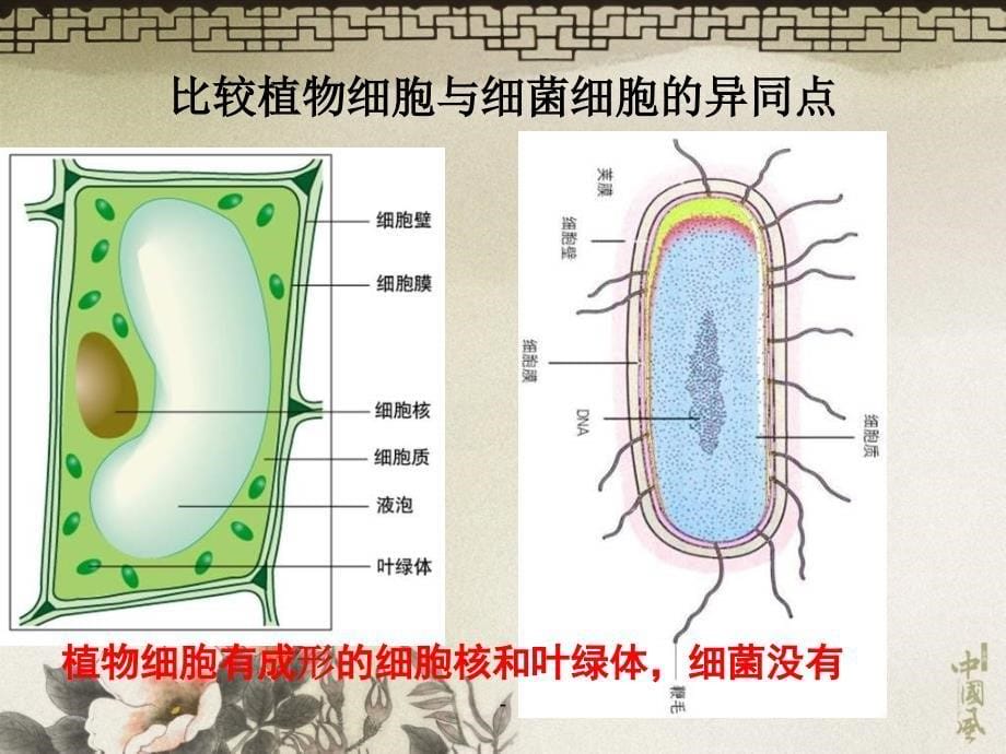 《细菌、真菌、病毒》课件ppt课件_第5页