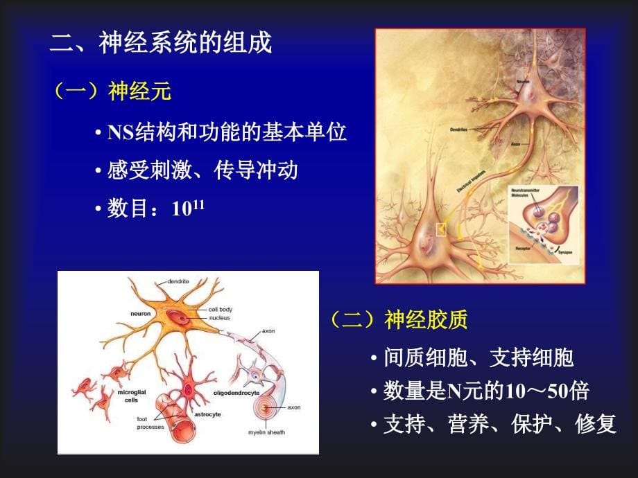 5(2020年整理).1总论、脊髓、脑干（实验复）.ppt_第5页