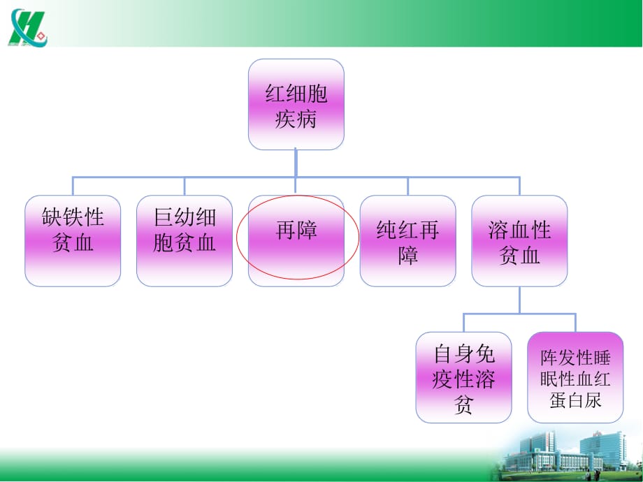 血液科常见疾病治疗方案ppt课件_第2页