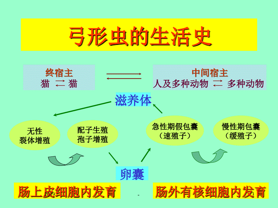 寄生虫学第十四讲弓形虫讲解ppt课件_第3页