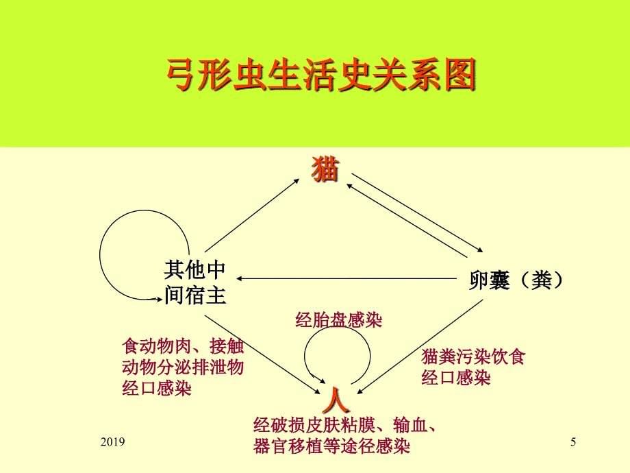 寄生虫学第十四讲弓形虫讲解ppt课件_第5页