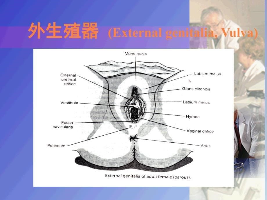 女性生殖系统解剖妊娠生理武汉大学ppt课件_第5页