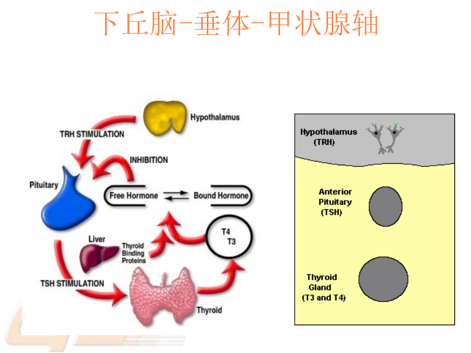 甲亢副本ppt课件_第4页