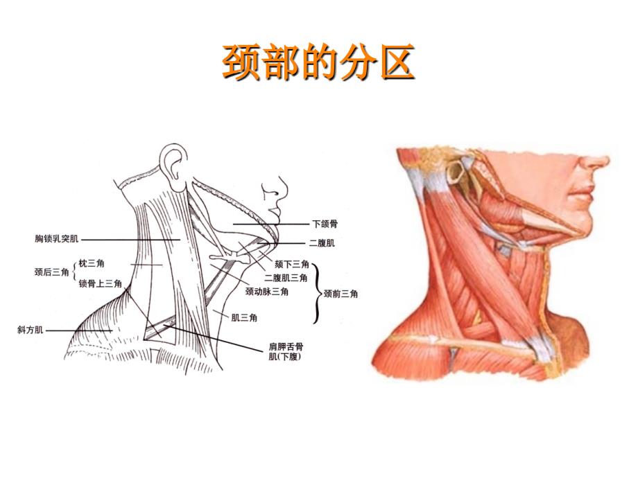 颈前区和胸锁乳突肌区ppt课件_第2页