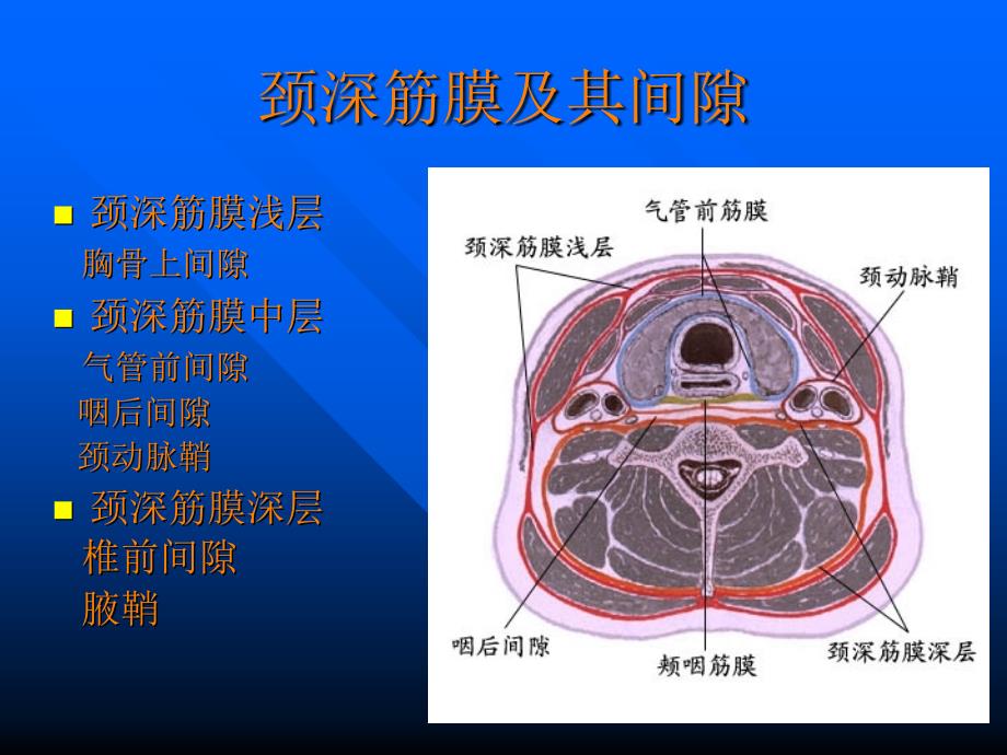 颈前区和胸锁乳突肌区ppt课件_第4页