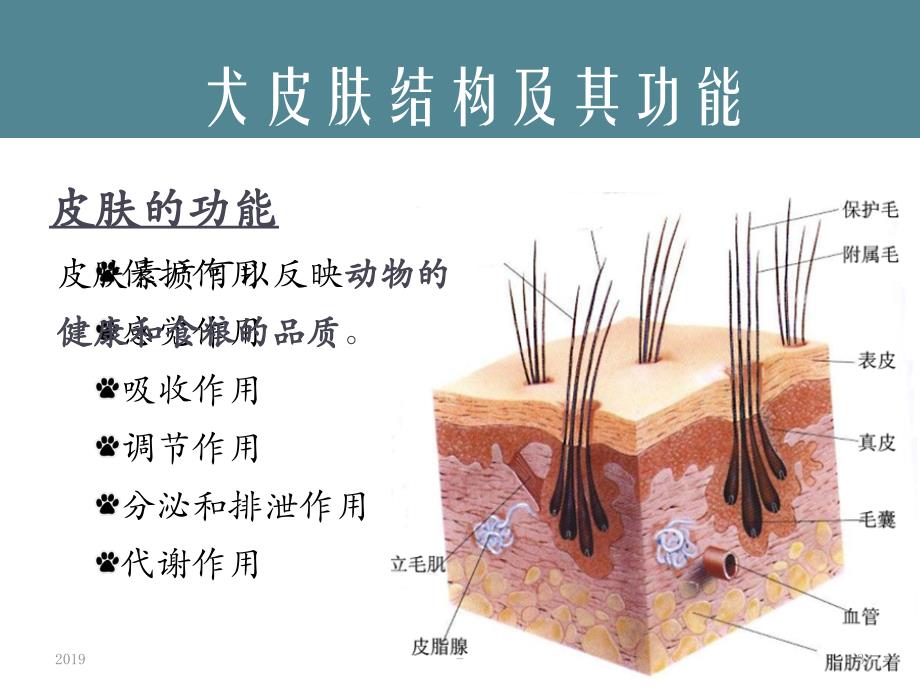 小动物常规临床检查皮肤ppt课件_第3页